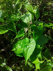 Mikania micrantha
