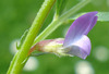 Spring Vetch - Photo (c) Fornax, some rights reserved (CC BY-SA)