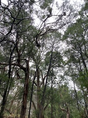 Eucalyptus viminalis viminalis