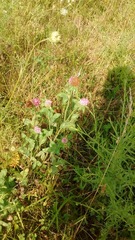 Trifolium pratense