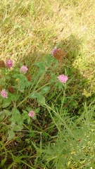 Trifolium pratense