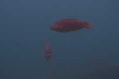 Pseudolabrus eoethinus