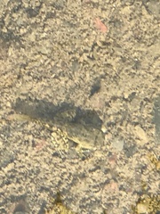 Pseudacris cadaverina