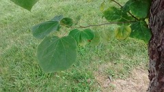 Cercis canadensis