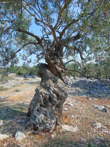 Maslina (Olea europaea)