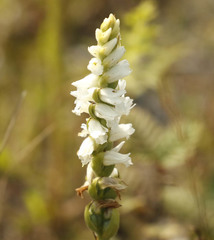 Spiranthes arcisepala