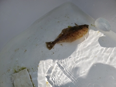 Citharichthys sordidus