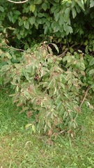 Cornus