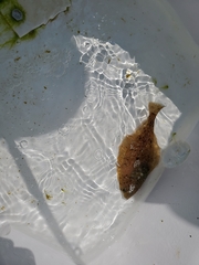 Citharichthys sordidus