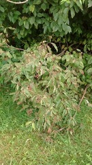Cornus