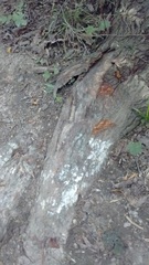 Fungi