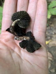 Panaeolus fontinalis