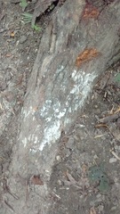 Fungi