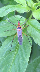Zelus grassans