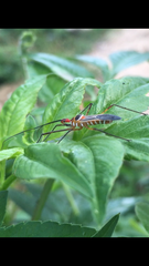 Zelus grassans