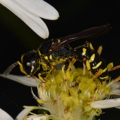 Ectemnius arcuatus