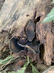 Panaeolus fontinalis