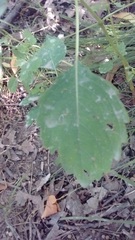 Impatiens