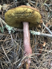 Aureoboletus projectellus
