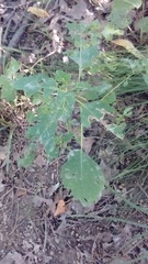 Impatiens