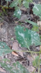 Impatiens