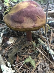 Aureoboletus projectellus