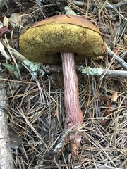 Aureoboletus projectellus