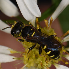 Ectemnius arcuatus