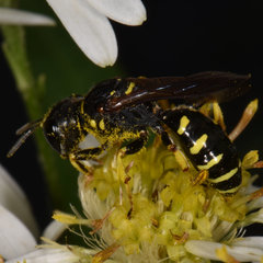 Ectemnius arcuatus