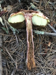 Aureoboletus projectellus
