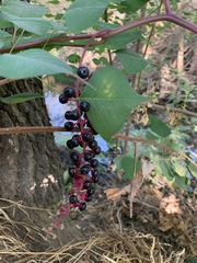 Phytolacca americana