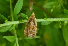 Olethreutes tilianum