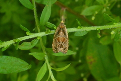 Olethreutes tilianum