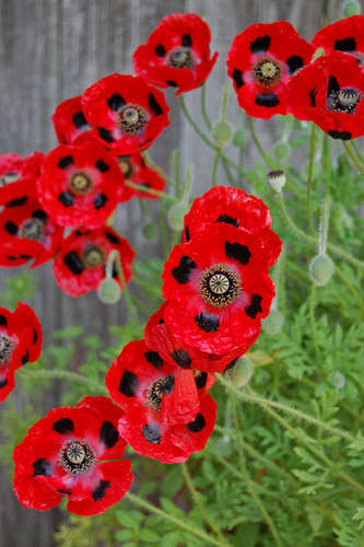 Papaver commutatum