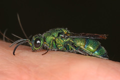 Chrysis smaragdula