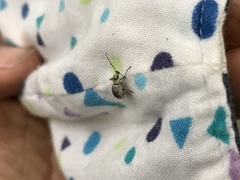 Phyllolytus variabilis