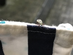 Phyllolytus variabilis