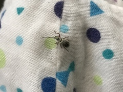 Phyllolytus variabilis