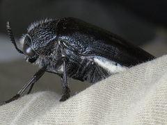 Sternocera orissa variabilis