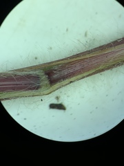 Panicum gattingeri