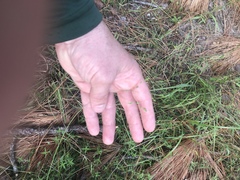 Kellochloa brachyantha