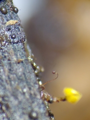 Cribraria microcarpa