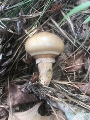 Suillus salmonicolor