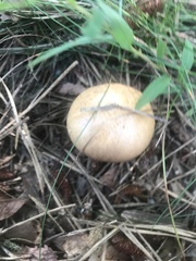 Suillus salmonicolor