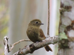 Schiffornis virescens