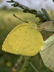 Eurema mandarina
