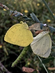 Eurema mandarina