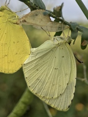 Eurema mandarina