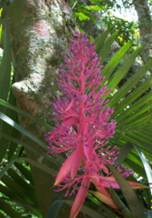 Portea petropolitana