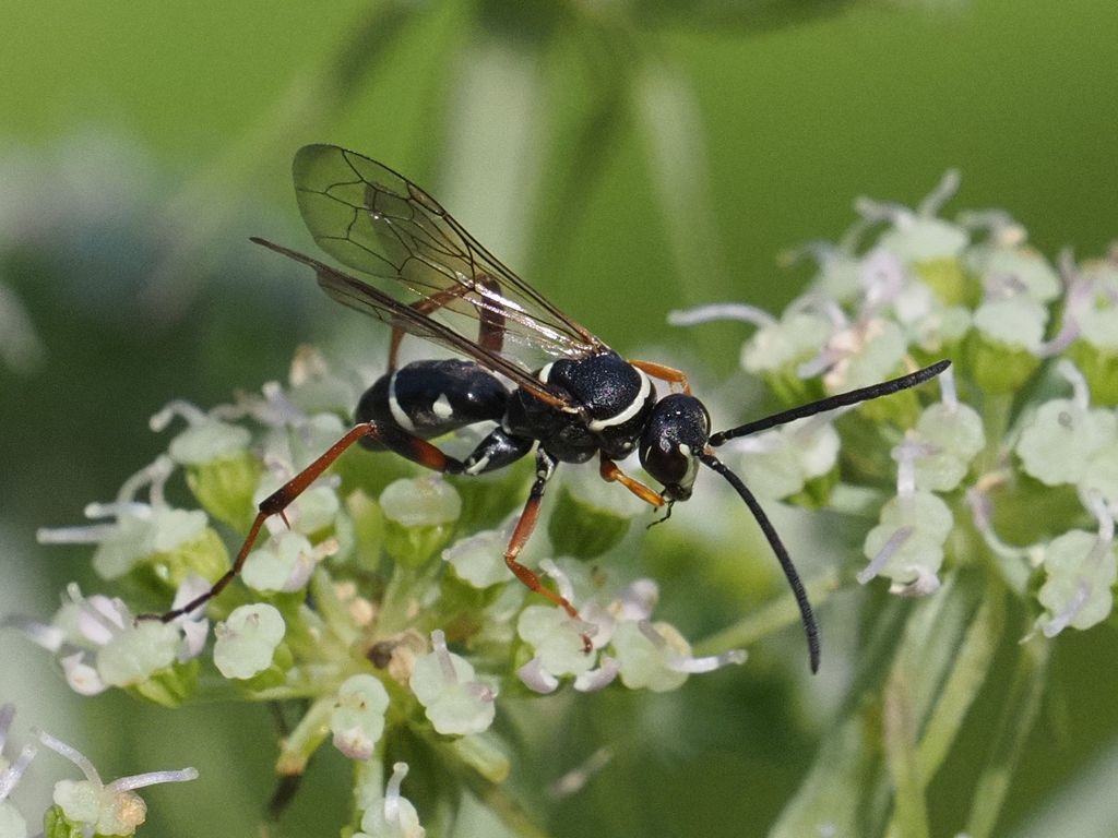 Spotted Cuckoo Spider Wasp